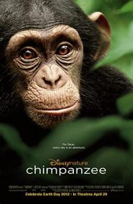 Chimpanzee poster